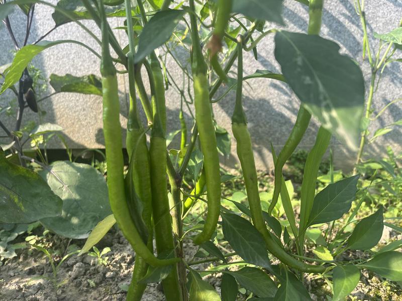 微信图片_20240626105133